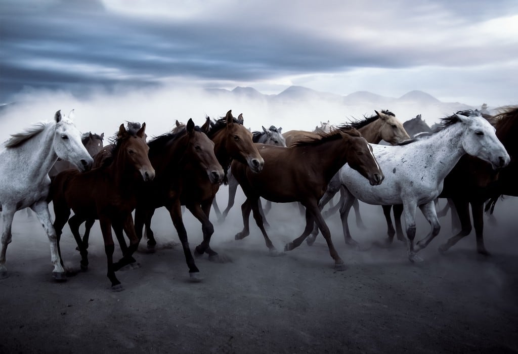 A herd of horses moving beneath a dramatic cloudy sky.