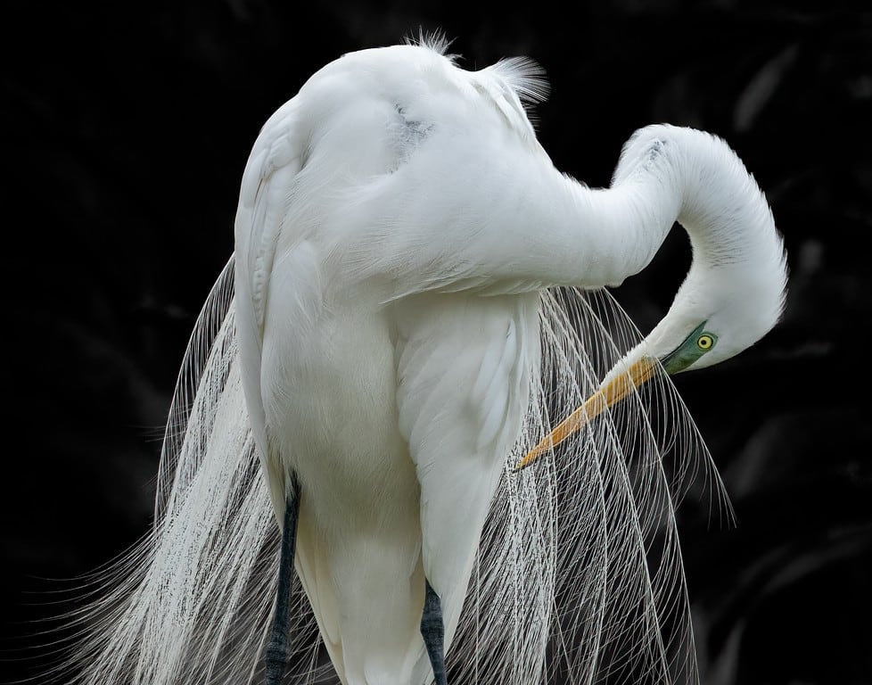 A white egret preening its long feathers against a dark background.