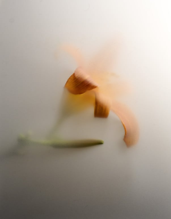 A softly abstracted orange flower against a pale background.